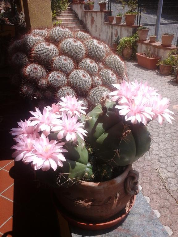 San Marco Argentano B&B Del Castagneto מראה חיצוני תמונה